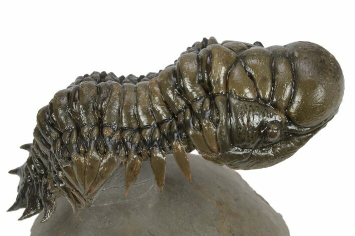 Flying Crotalocephalina Trilobite - Atchana, Morocco #232836